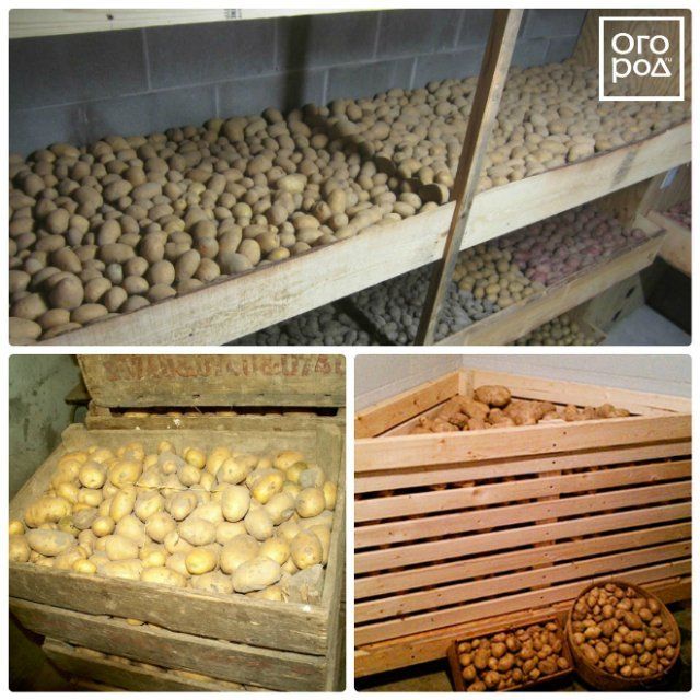 как правильно сохранить картошку